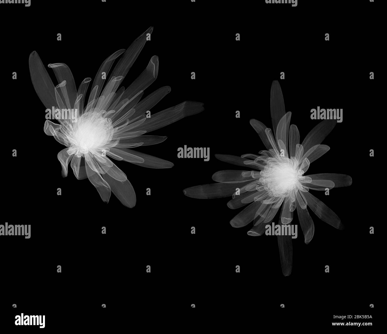 Chrysanthemum heads, X-ray. Stock Photo