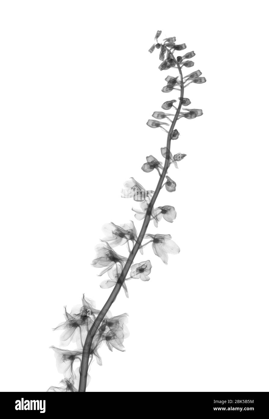 Larkspur (Delphinium sp.), X-ray. Stock Photo