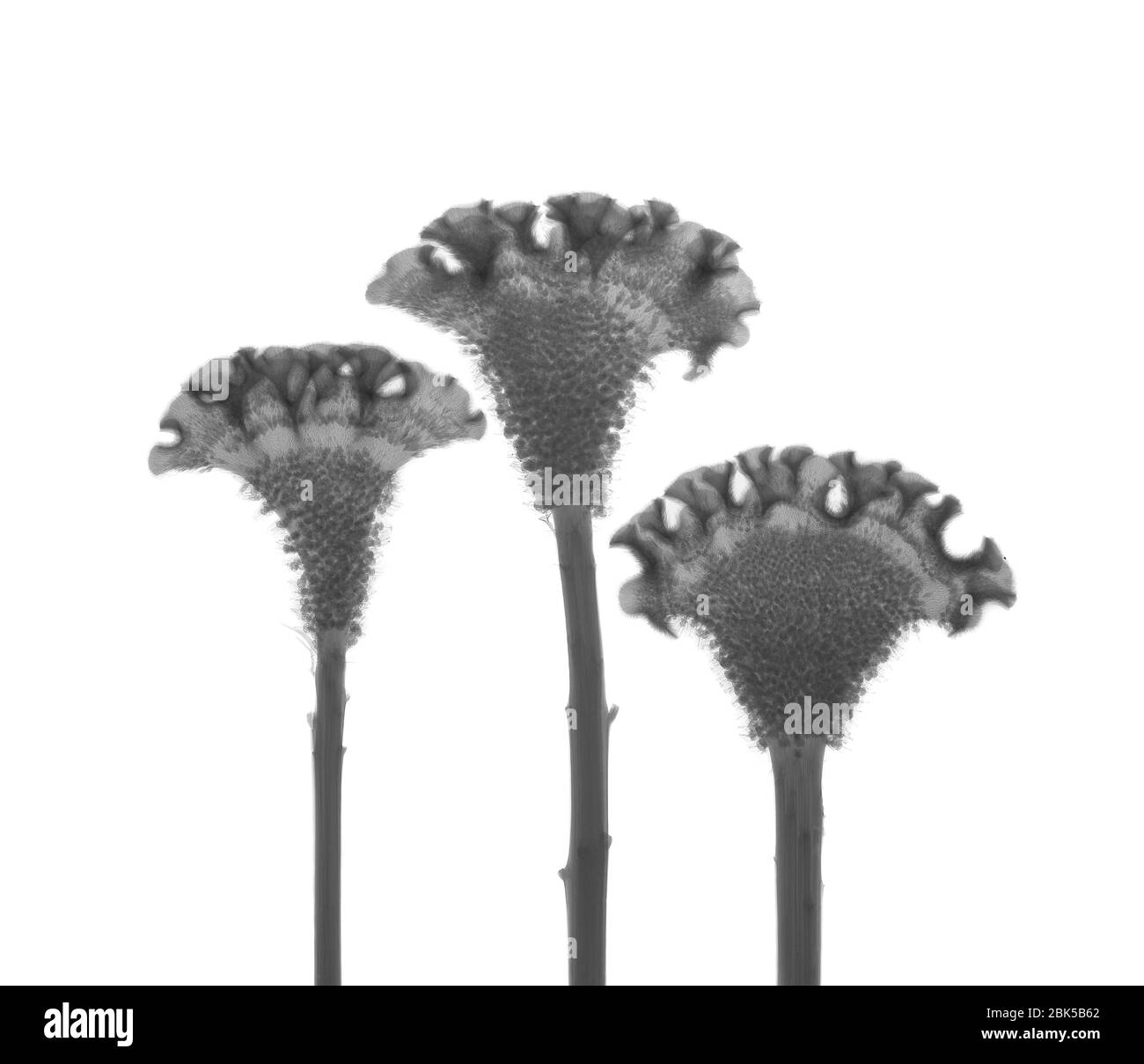 Three cockscomb (Celosia cristata) plants in a row, X-ray. Stock Photo
