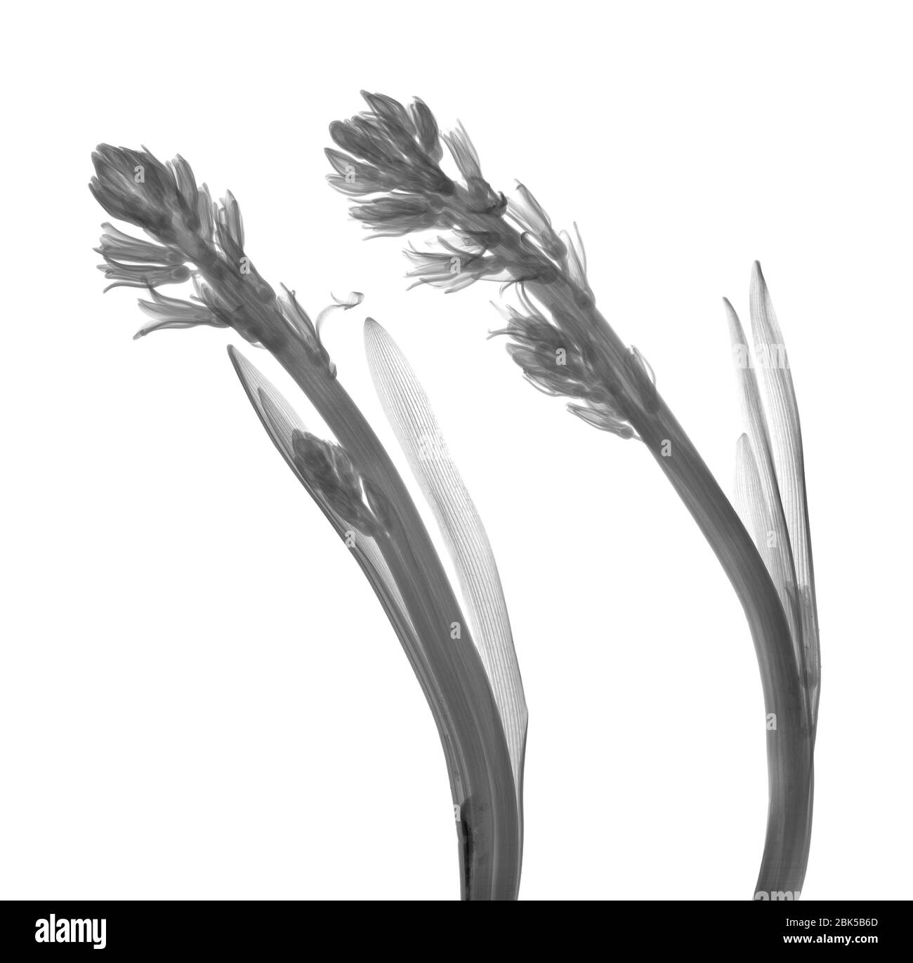 Hyacinth (Hyacinthus sp.), X-ray. Stock Photo