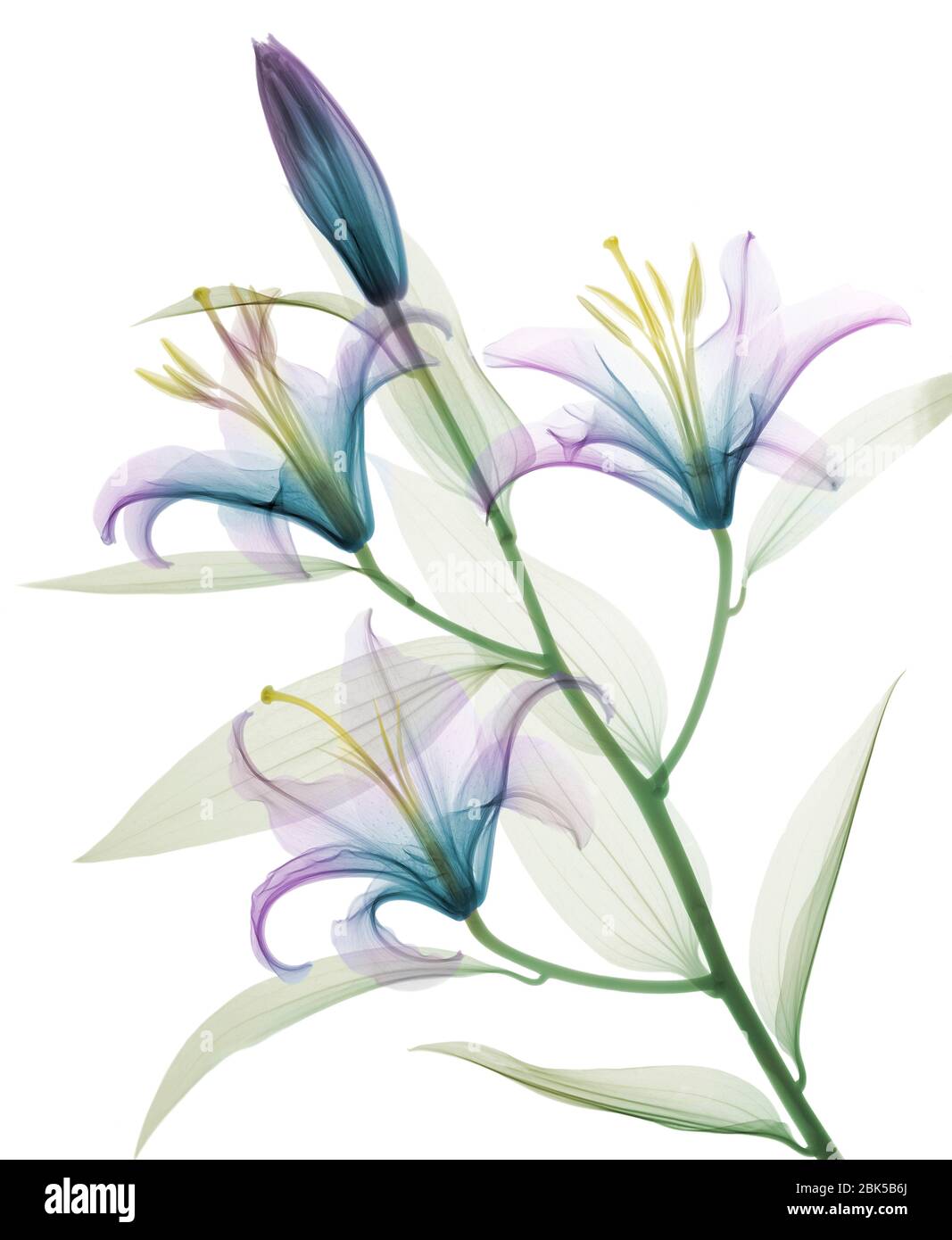 Oriental stargazer lily (Lilium sp.), coloured X-ray. Stock Photo