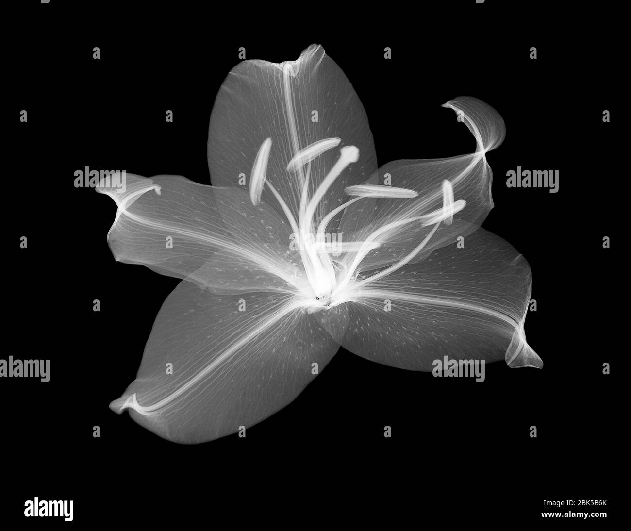 Lily (Lilium sp.), X-ray. Stock Photo