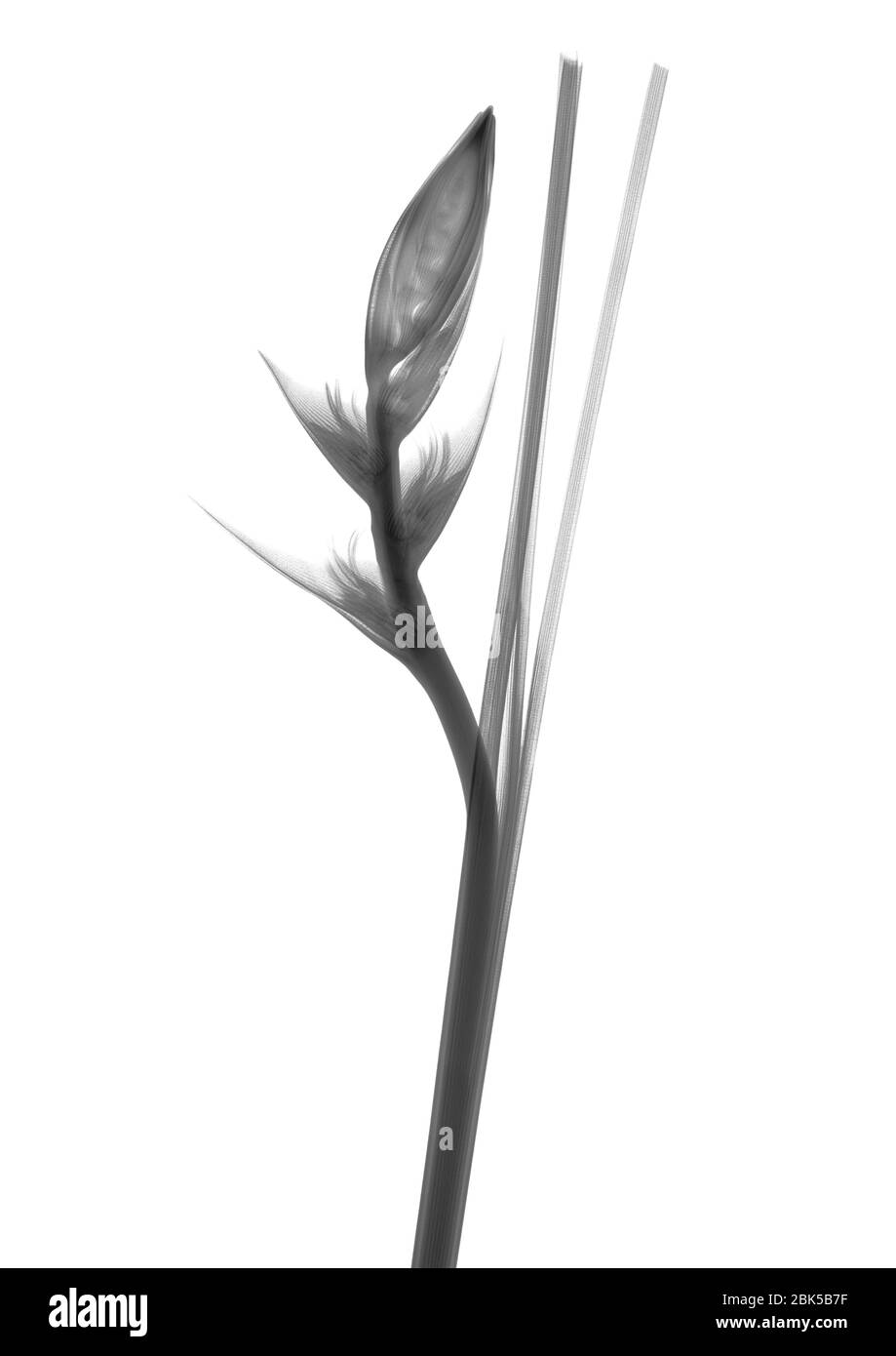 Bird of paradise (Strelitzia sp.), X-ray. Stock Photo