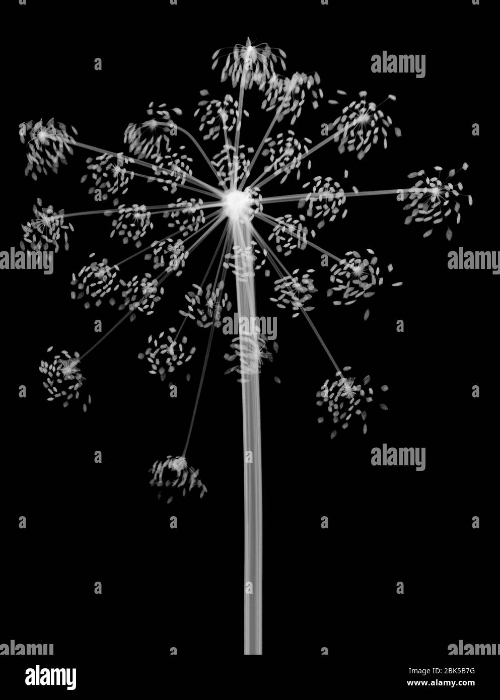 Cow parsley (Anthriscus sylvestris), X-ray. Stock Photo
