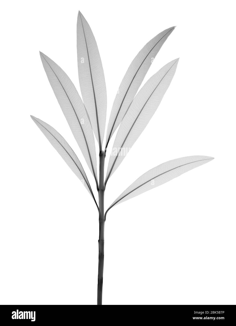 Nerium oleander, X-ray. Stock Photo