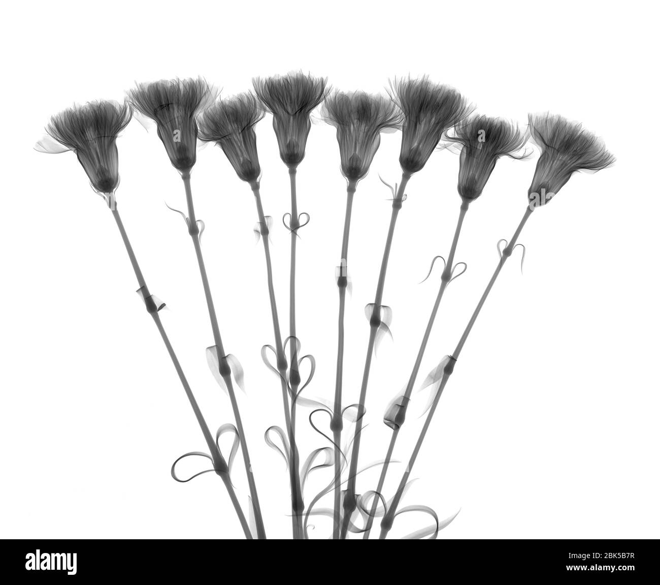 Carnation (Dianthus sp.), X-ray. Stock Photo