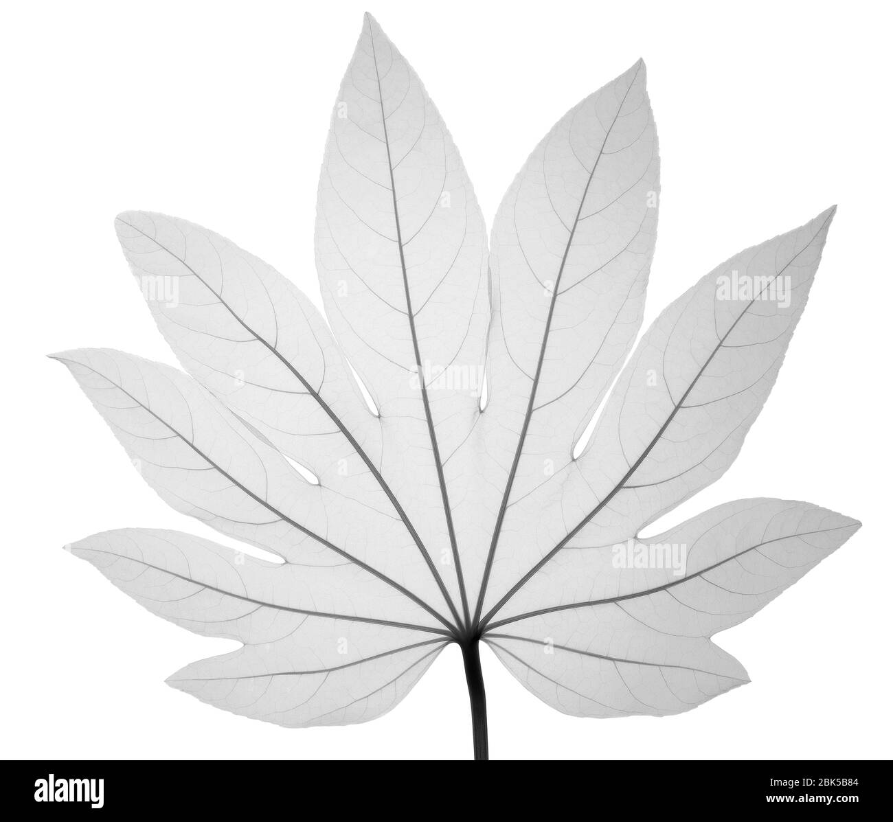 Paper plant (Fatsia japonica), X-ray. Stock Photo