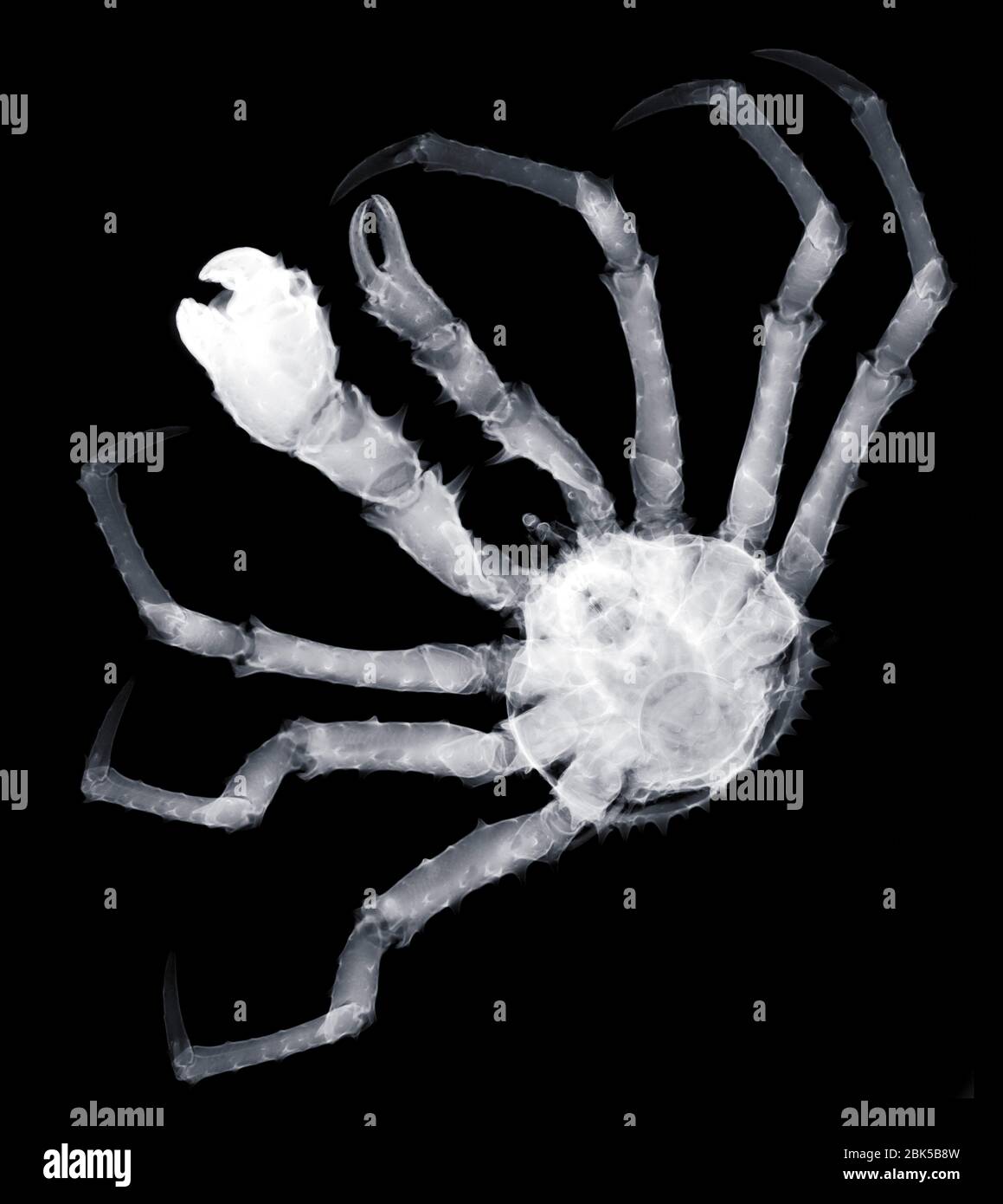 Spider crab (Maja squinado), X-ray. Stock Photo
