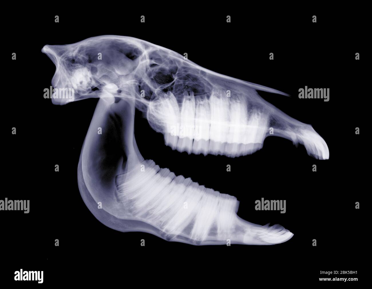 Horse skull, Xray Stock Photo Alamy