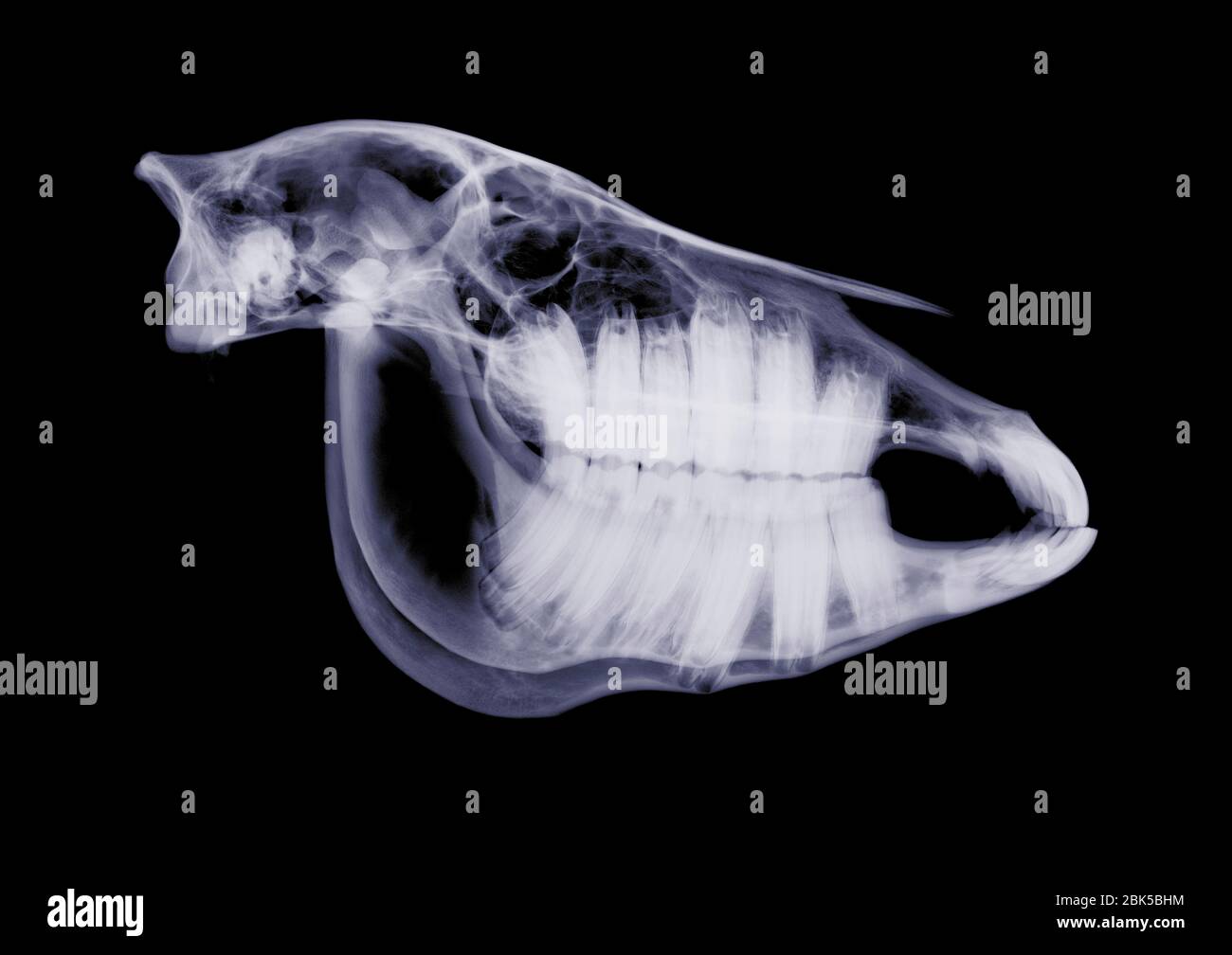 Horse skull, Xray Stock Photo Alamy