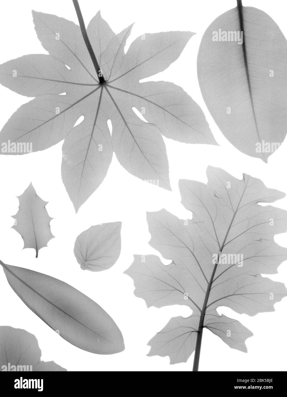 Variety of shaped leaves, X-ray. Stock Photo