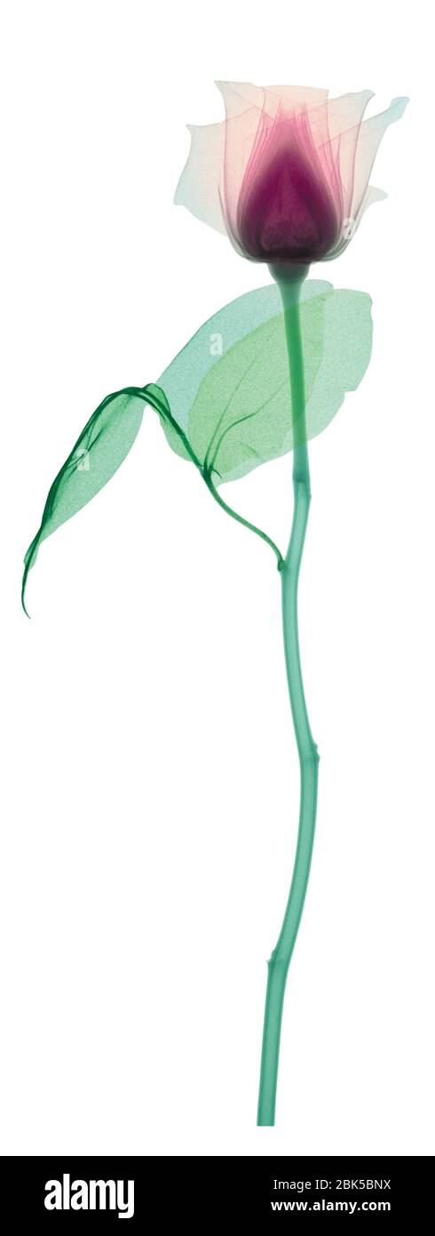 Rose with a long stem and two leaves, coloured X-ray. Stock Photo