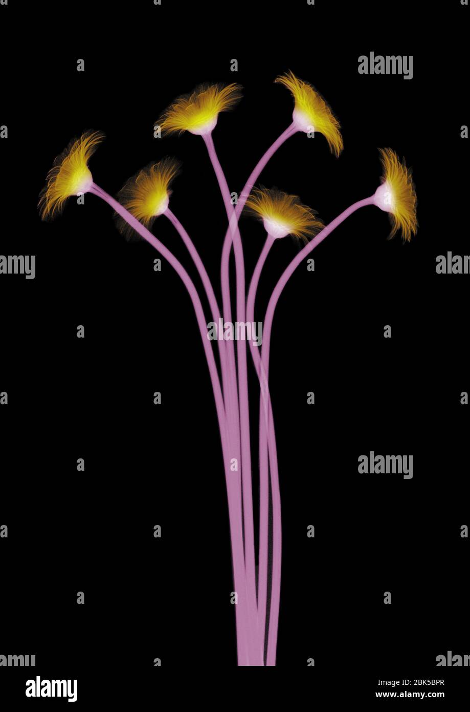 Bundle of daisies, coloured X-ray. Stock Photo