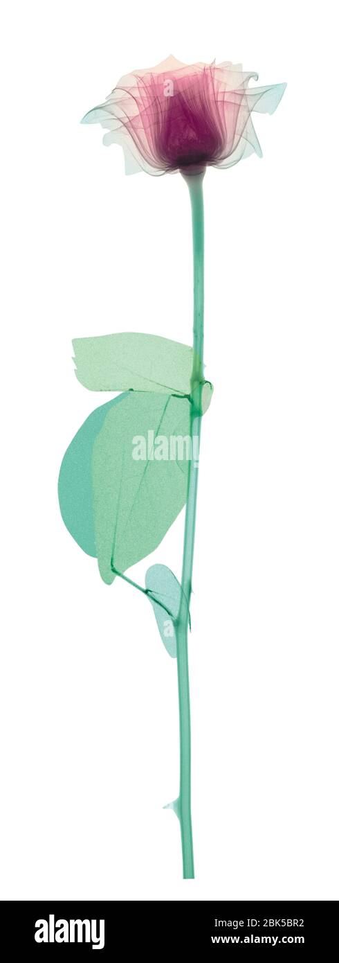 Rose with a long stem and three leaves, coloured X-ray. Stock Photo