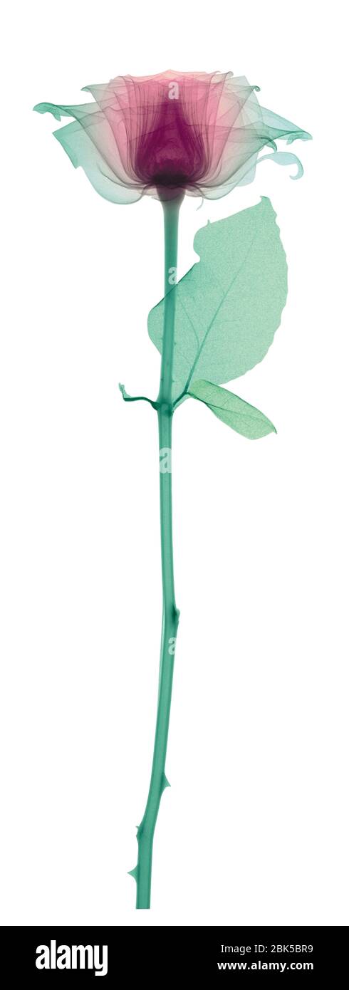 Rose with a long stem and one leaf, coloured X-ray. Stock Photo
