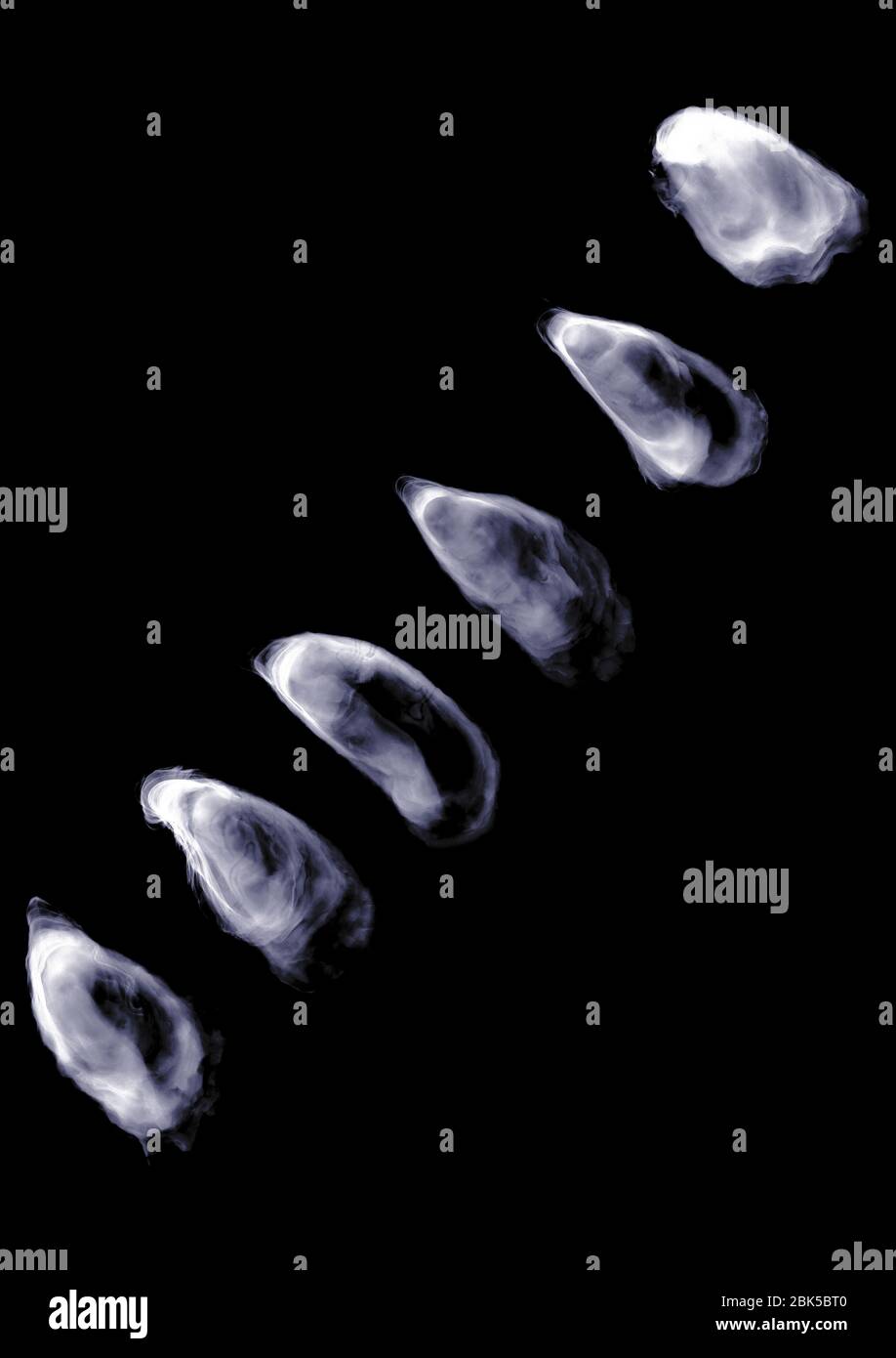 Line of oysters, X-ray. Stock Photo