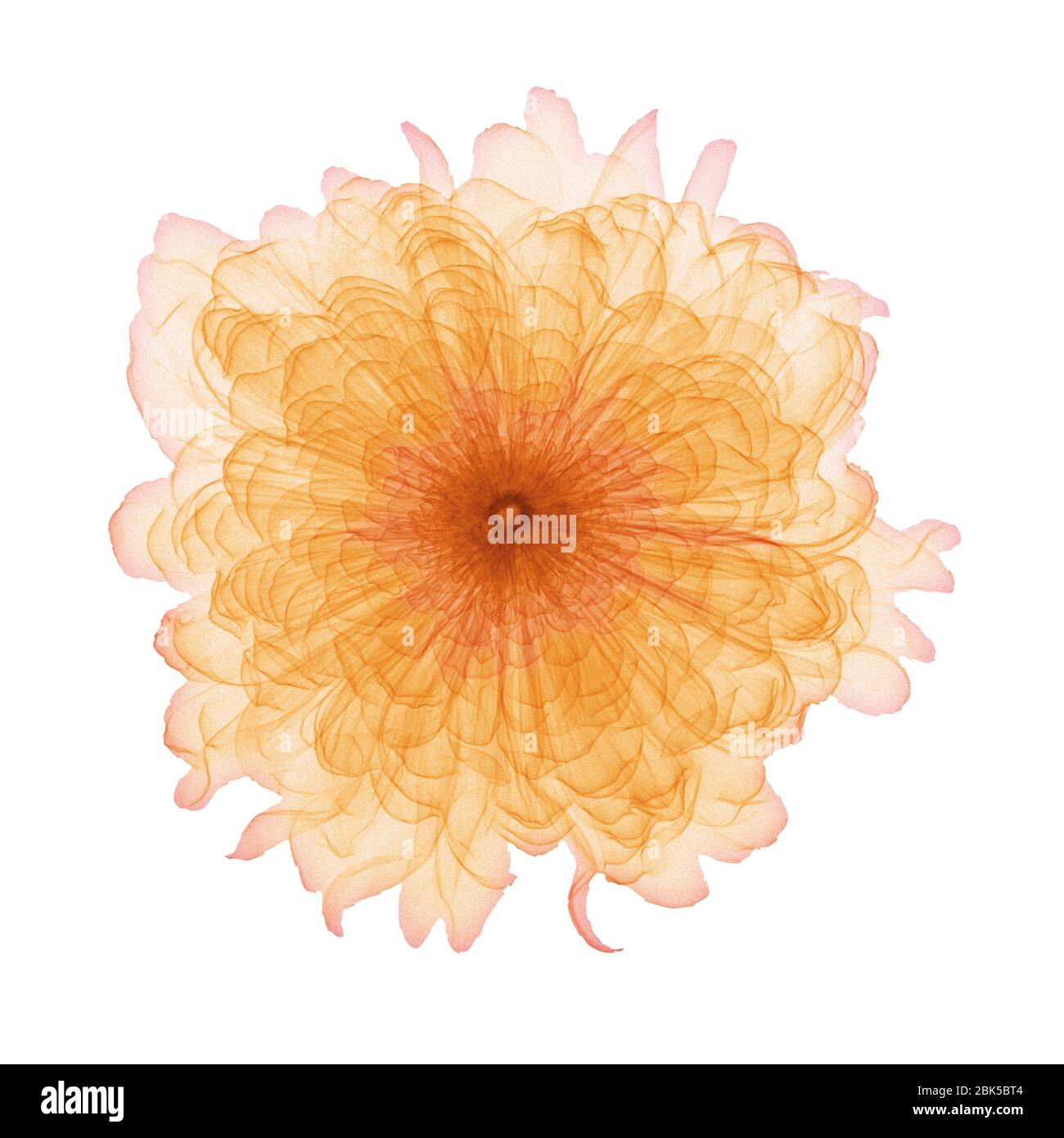 Marigold (Tagetes sp.) flower head, coloured X-ray. Stock Photo