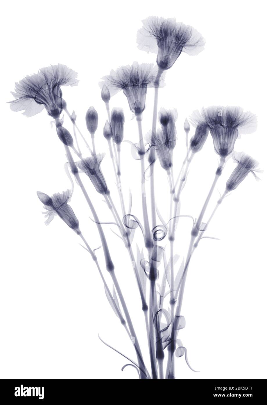 Bundle of flowers (Dianthus sp.), X-ray. Stock Photo