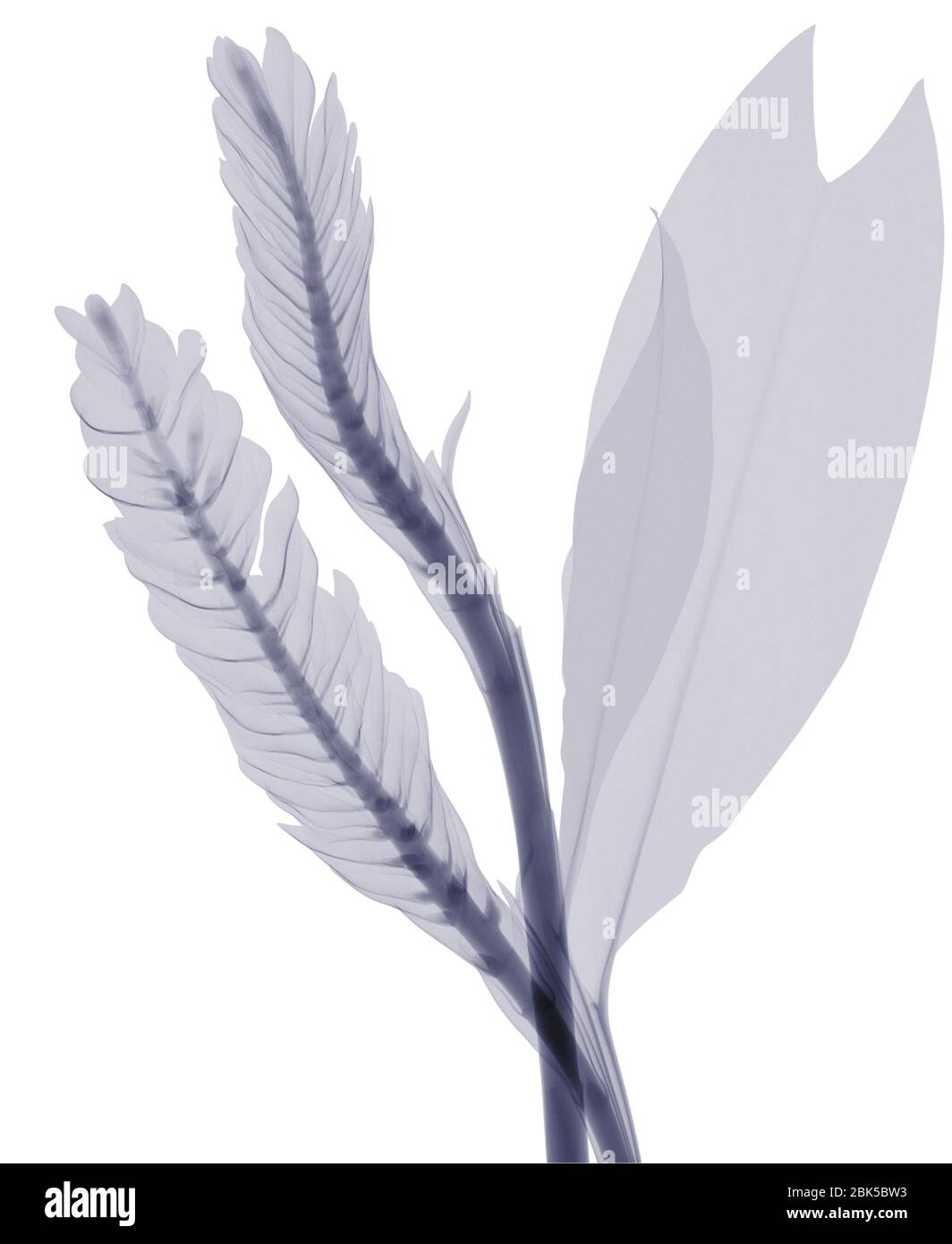 Two different types of leaves, X-ray. Stock Photo