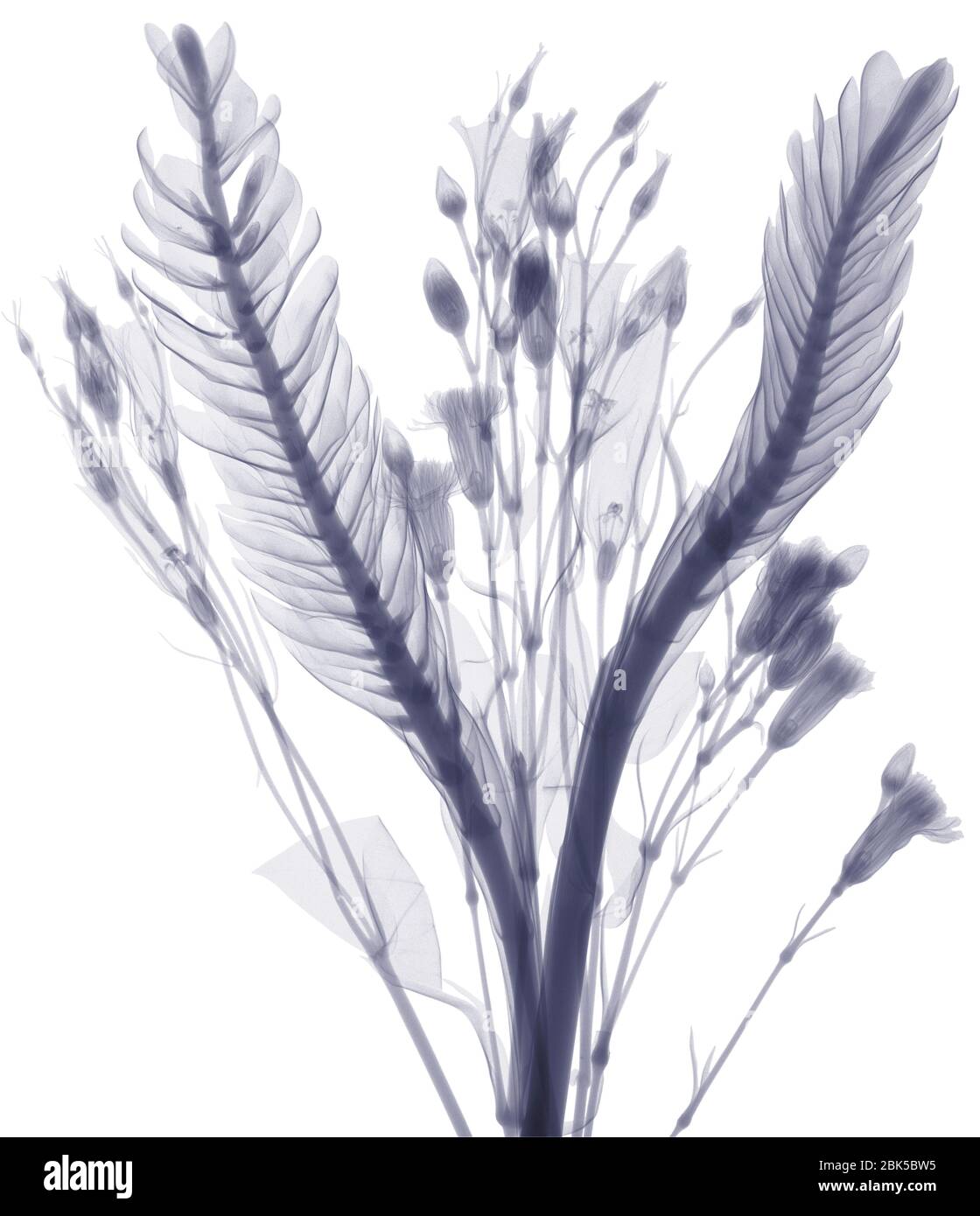 Long leaves and flower buds, X-ray. Stock Photo