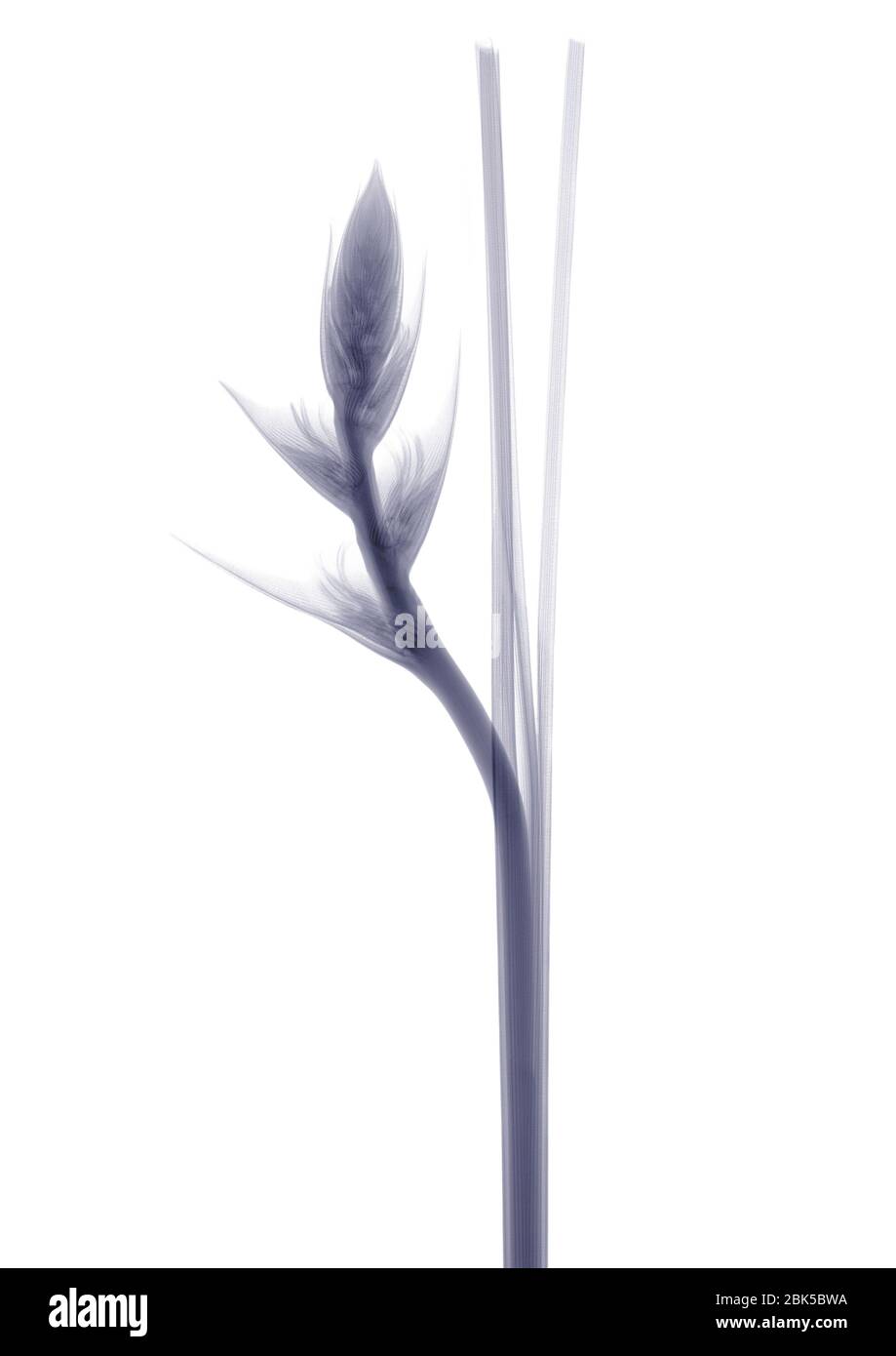 Flower bud and stem, X-ray. Stock Photo