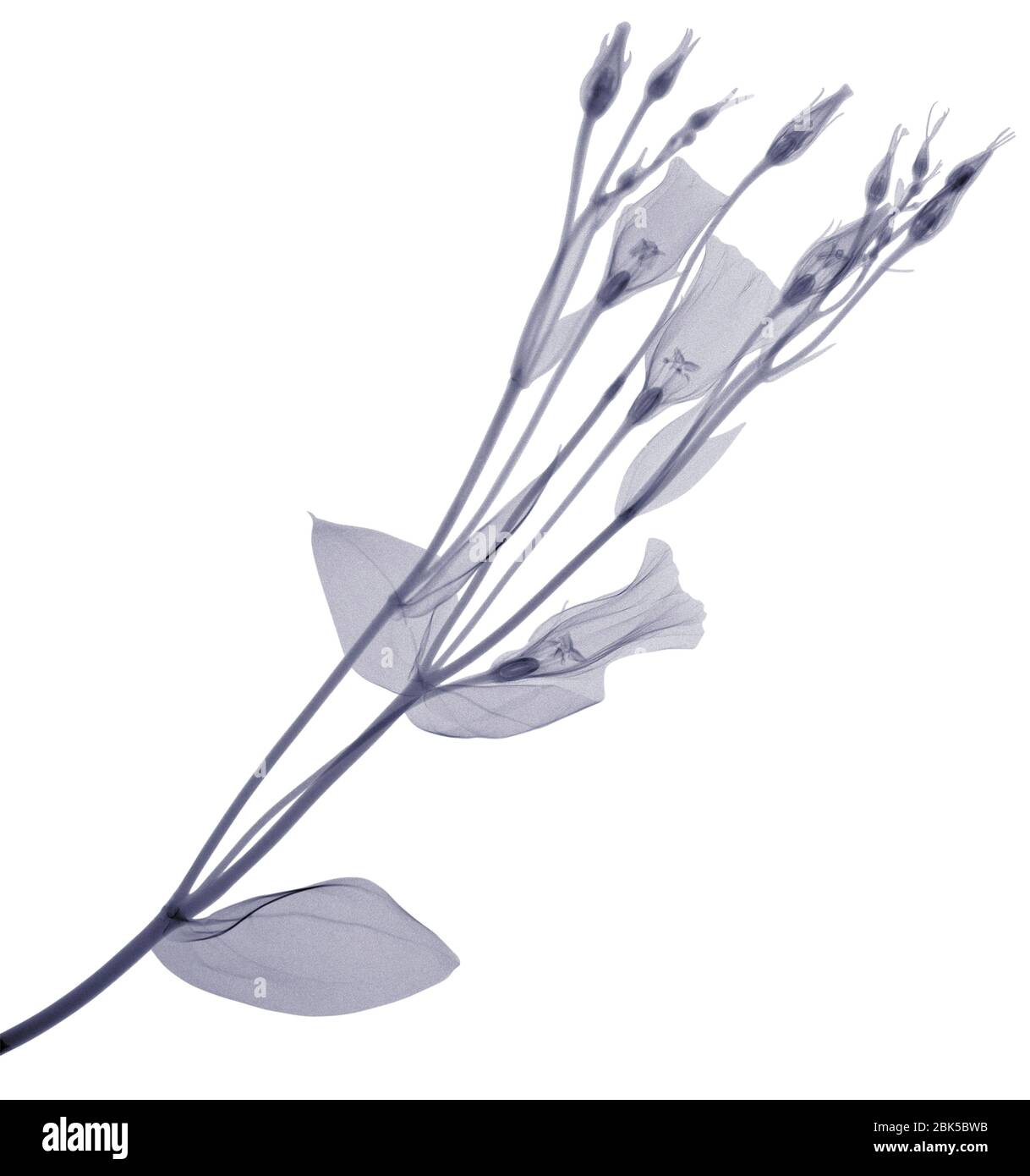 Branch with multiple flowers and buds, X-ray. Stock Photo