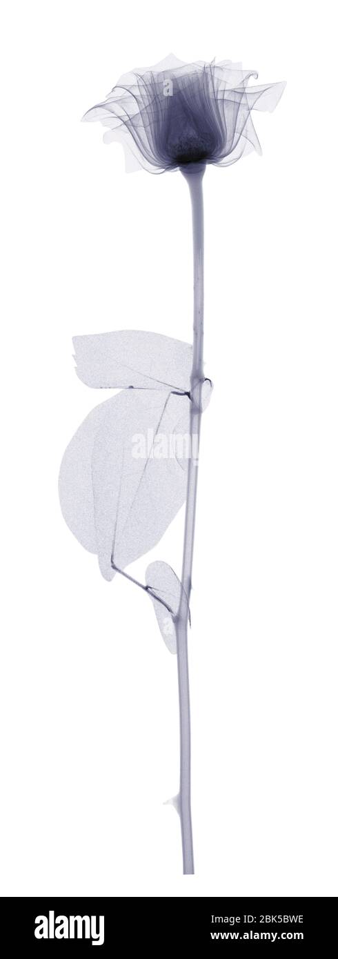 Rose with a long stem and three leaves, X-ray. Stock Photo