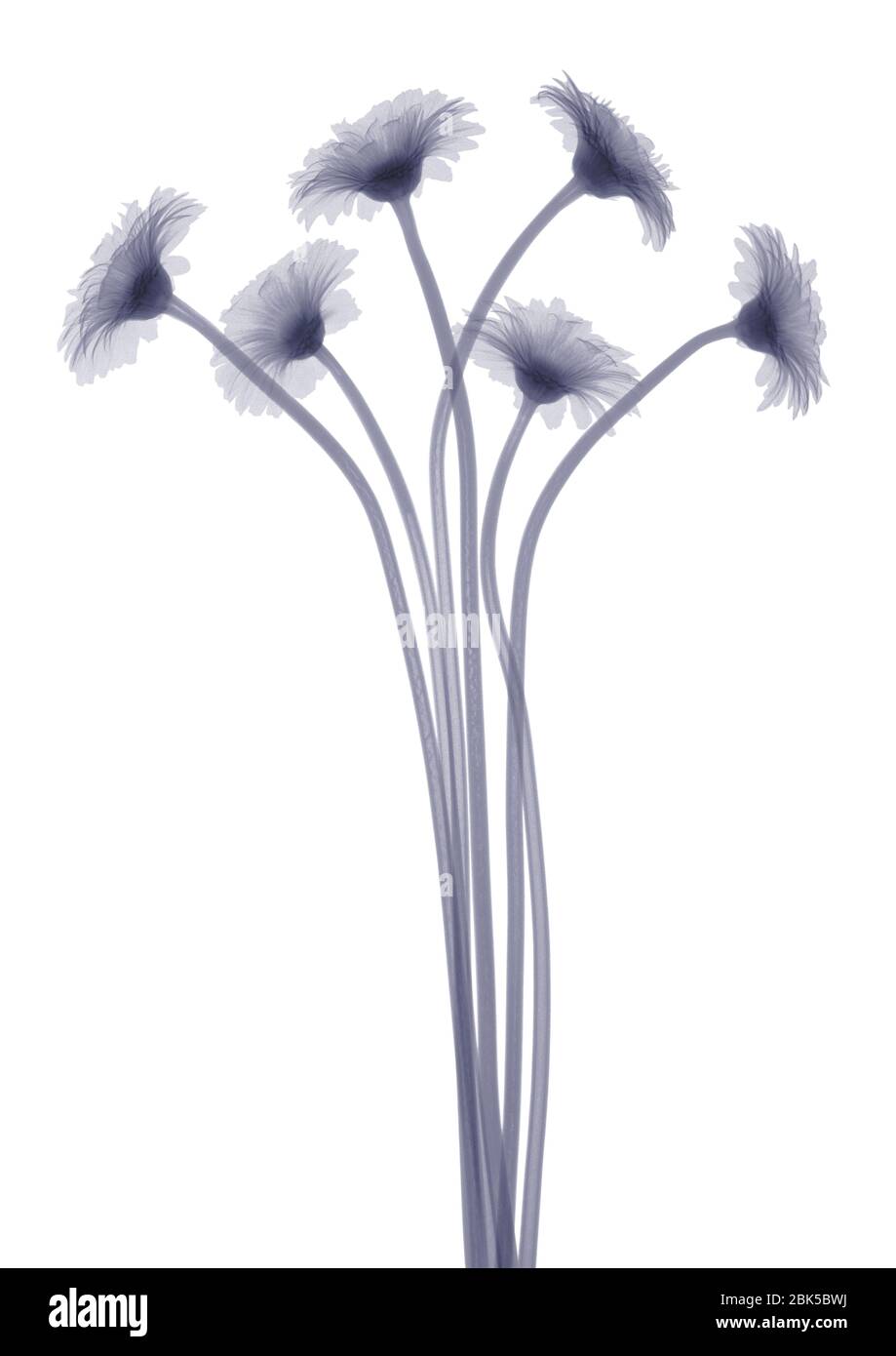 Six daisies, X-ray. Stock Photo