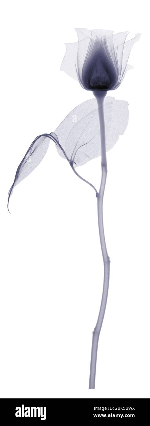 Rose with a long stem and two leaves, X-ray. Stock Photo
