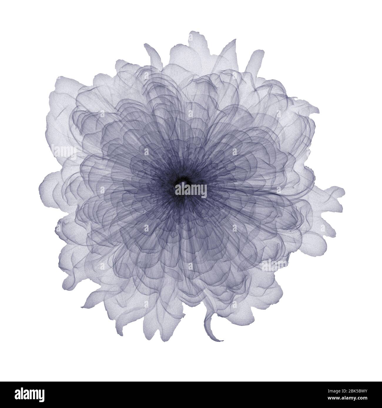 Carnation, X-ray. Stock Photo