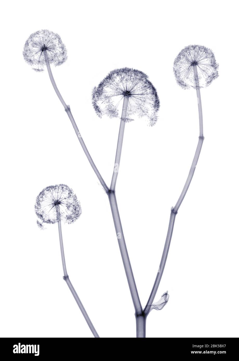 Four delicate flowers on a stem, X-ray. Stock Photo
