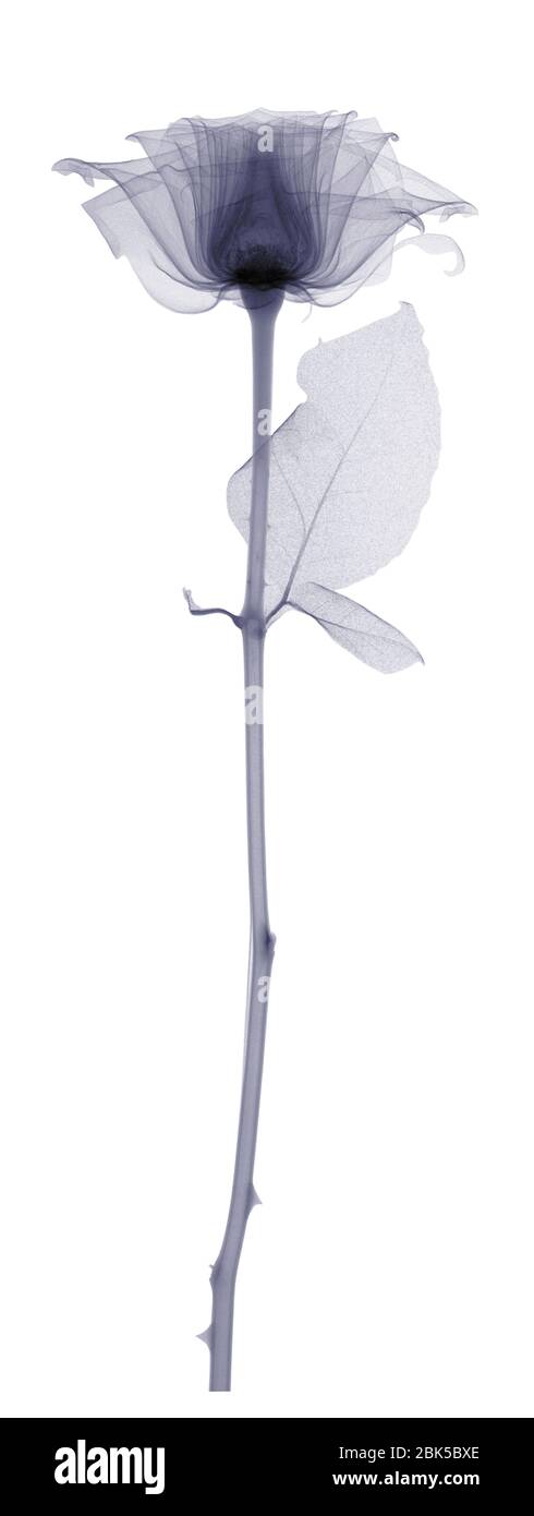 Rose with a long stem and one leaf, X-ray. Stock Photo