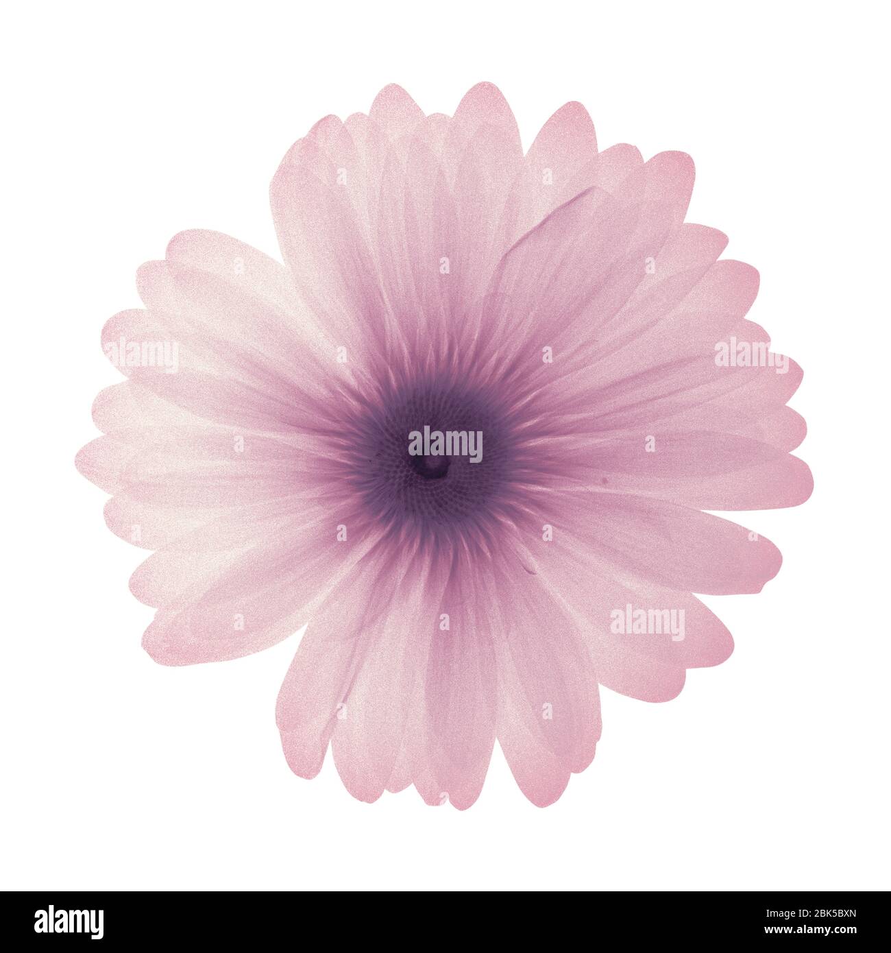 Pink daisy, coloured X-ray. Stock Photo