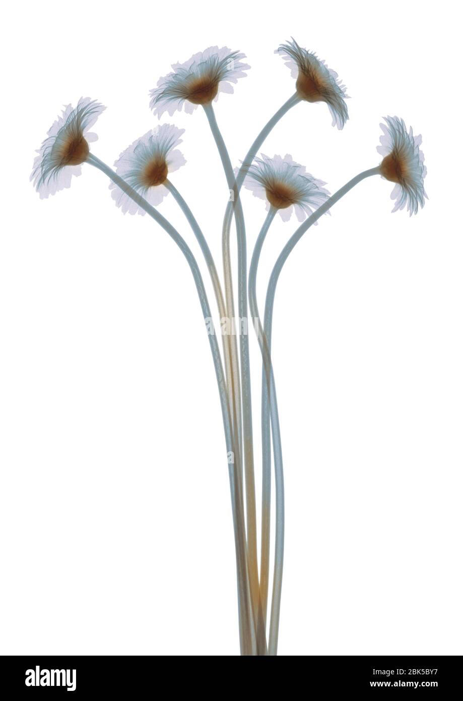 Bundle of daisies, coloured X-ray. Stock Photo