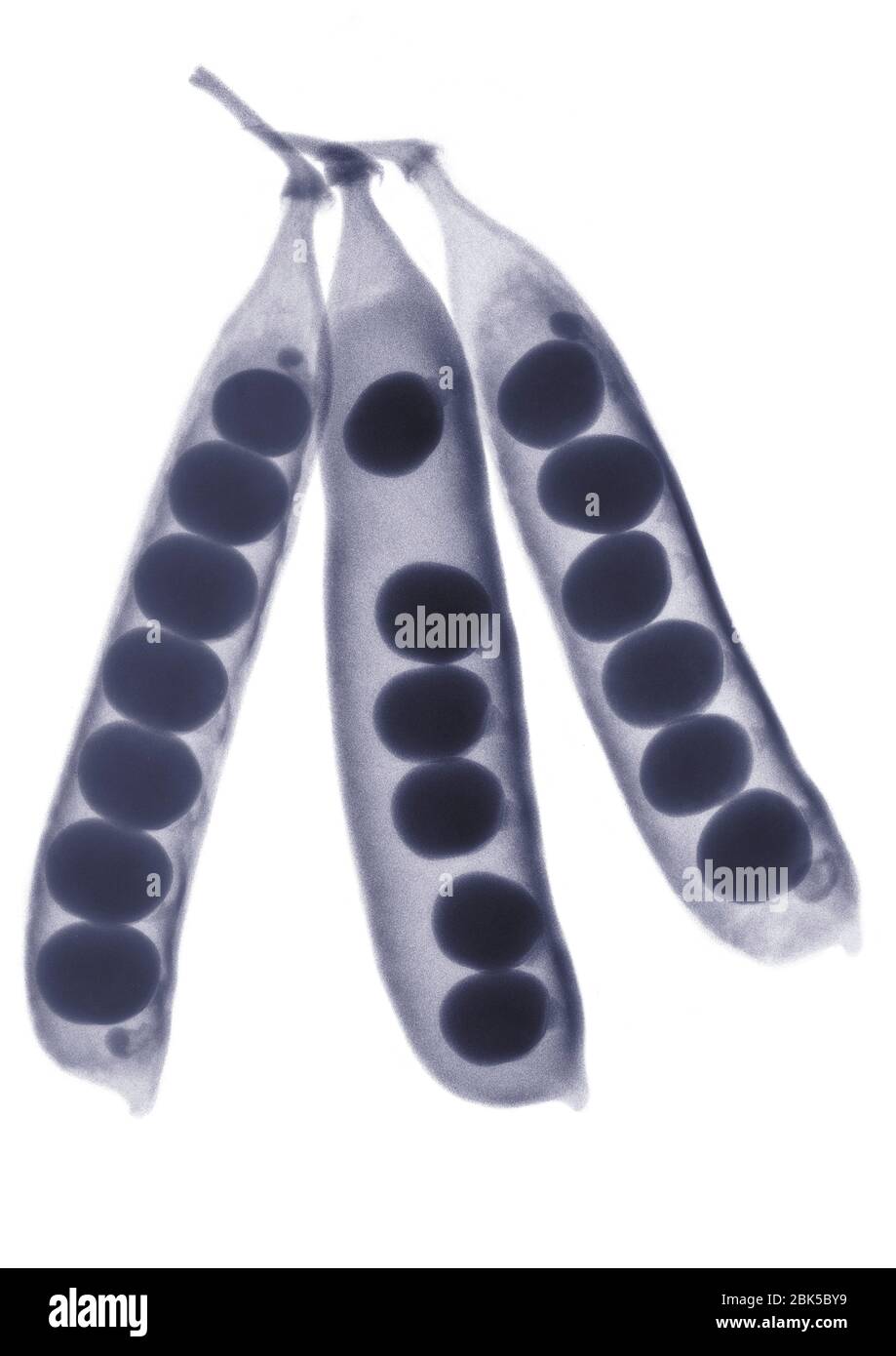 Peas in pods, X-ray. Stock Photo
