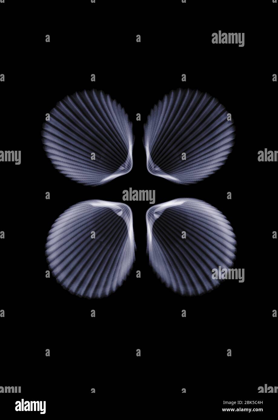 Four shells, X-ray. Stock Photo