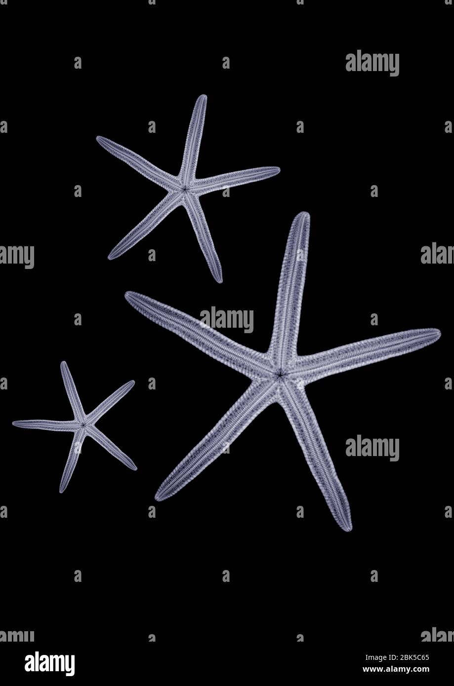 Three Starfish, X-ray. Stock Photo