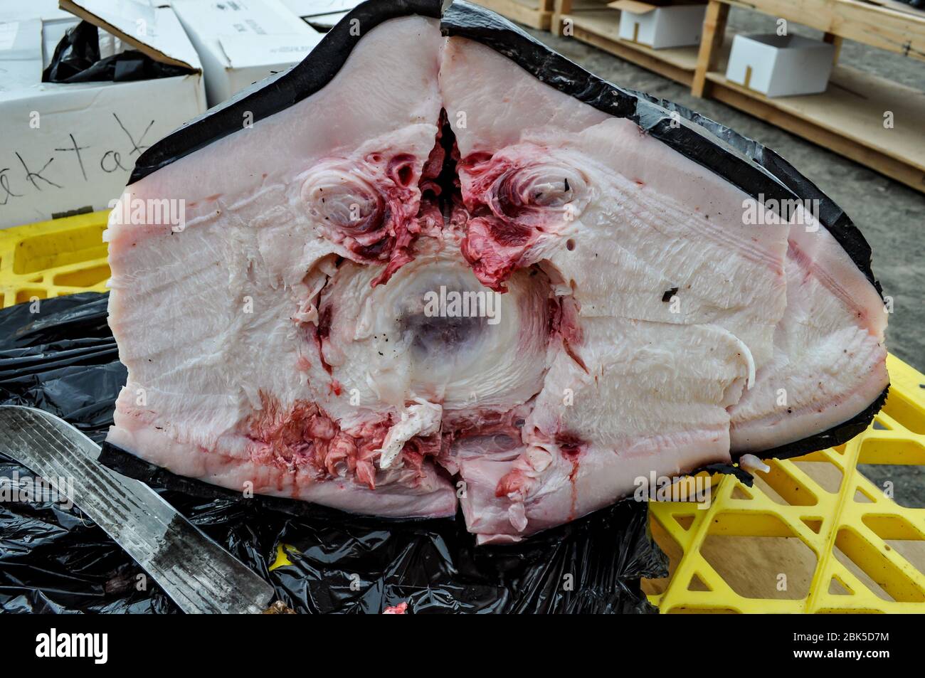 Muktuk being prepeared for distribution at the Nalukataq Whaling Festival in Barrow, Alaska Stock Photo