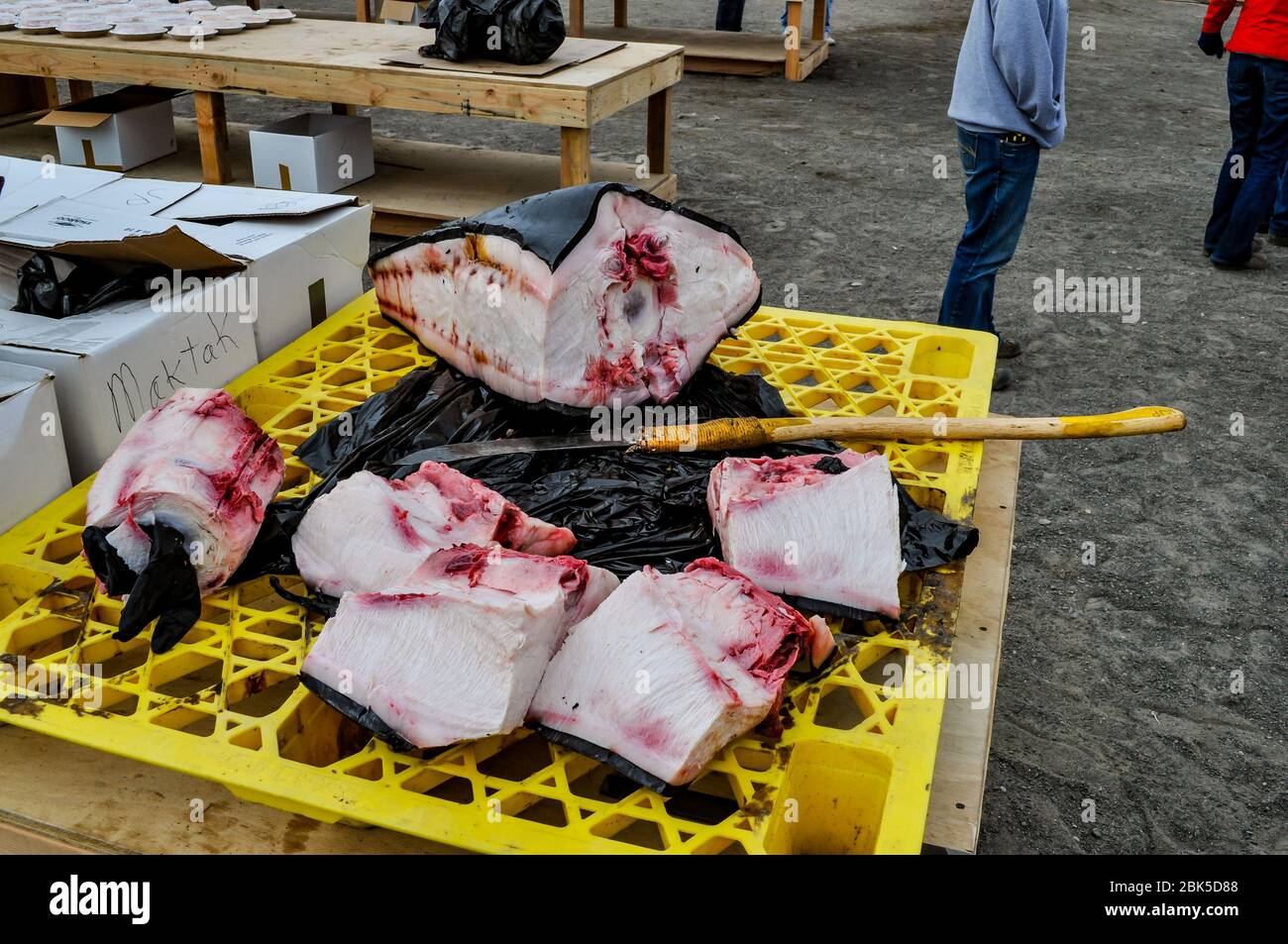 Muktuk being prepeared for distribution at the Nalukataq Whaling Festival in Barrow, Alaska Stock Photo