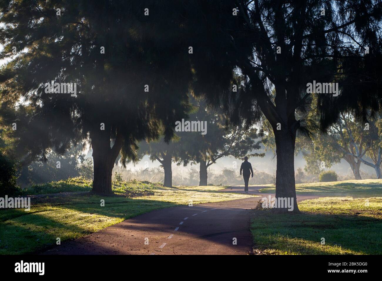Person walking on a path through the park in fog Stock Photo