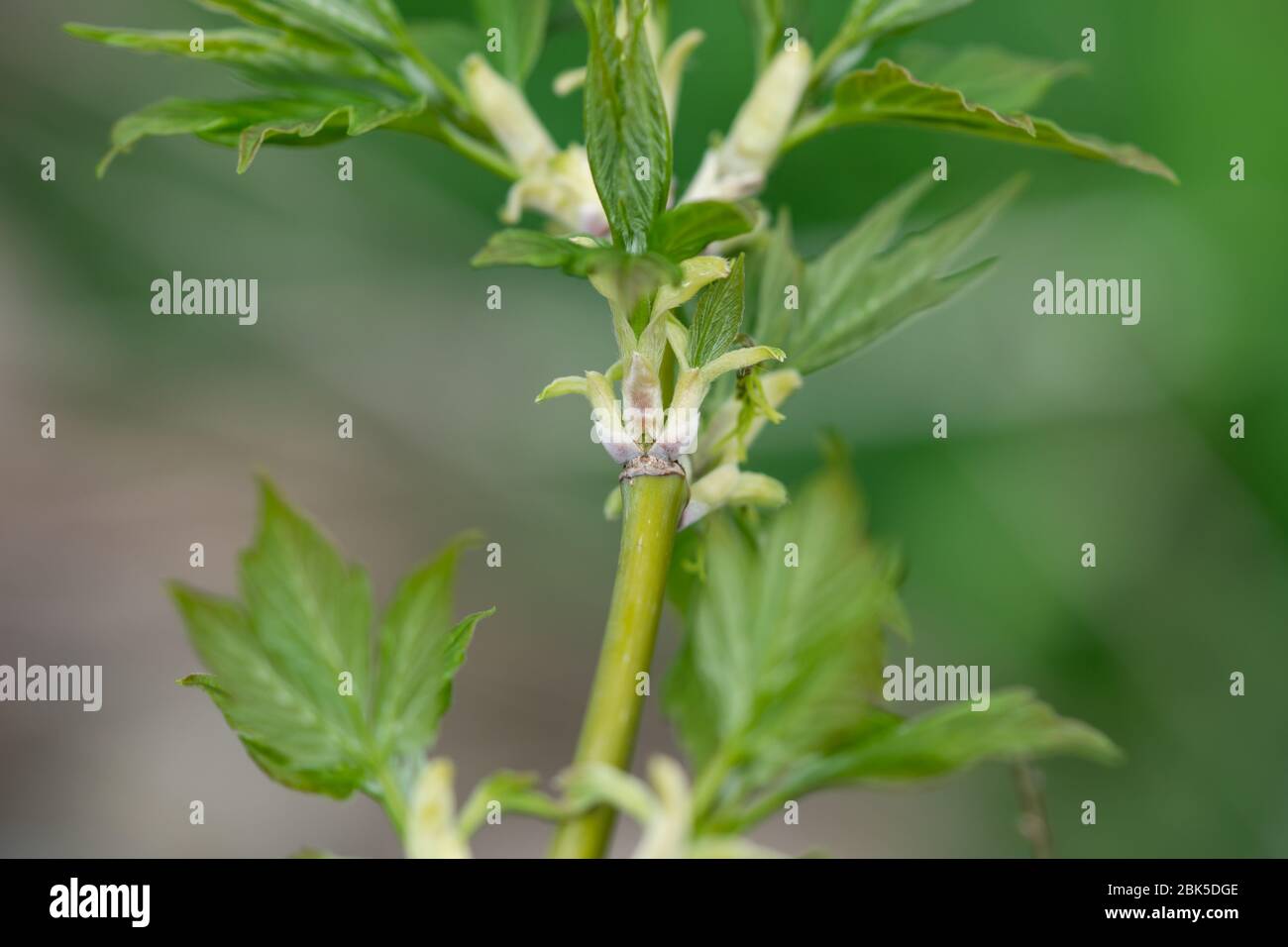Boxelder Maple Leaves Sprouting in Springtime Stock Photo