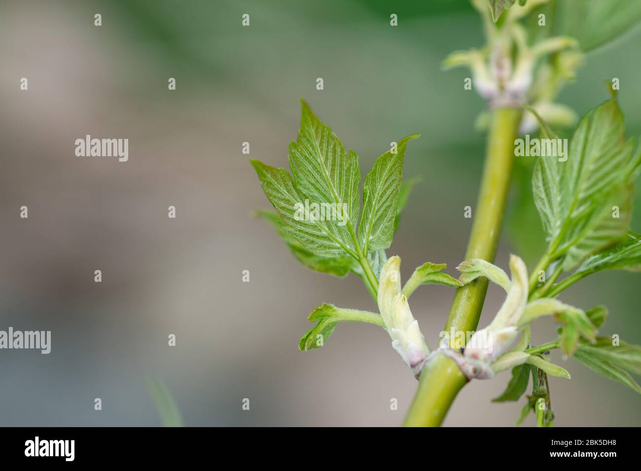 Boxelder Maple Leaves Sprouting in Springtime Stock Photo
