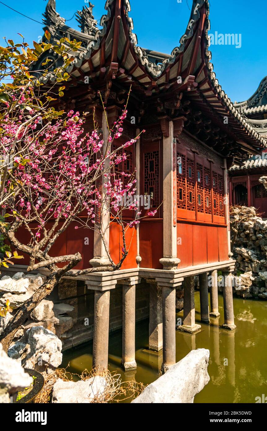 A pavilion and tree in blossom seen in spring in the Yuyuan Gardens situated in the Old Town part of Shanghai, China. Stock Photo