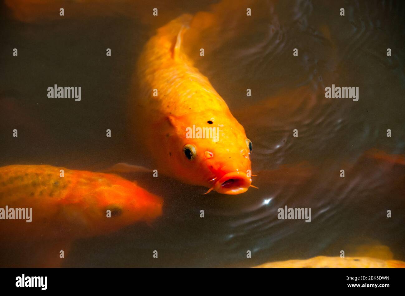 Carp fish in a pond in the Yuyuan Gardens situated in the Old Town part of Shanghai, China. Stock Photo