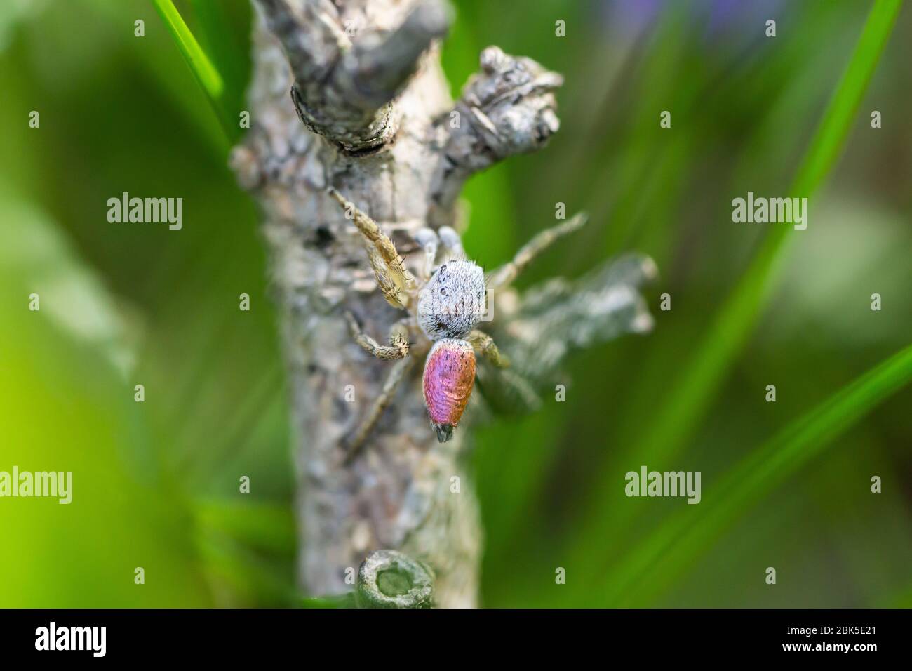 Paradise Spider in Springtime Stock Photo