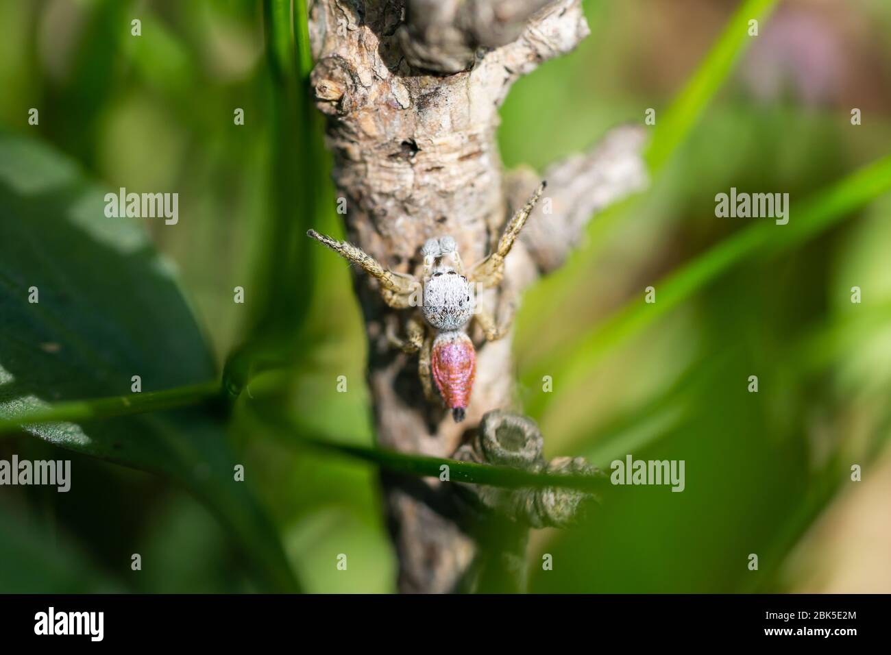 Paradise Spider in Springtime Stock Photo