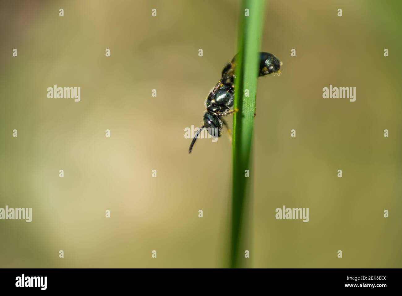 Small Carpenter Bee on Leaf in Springtime Stock Photo