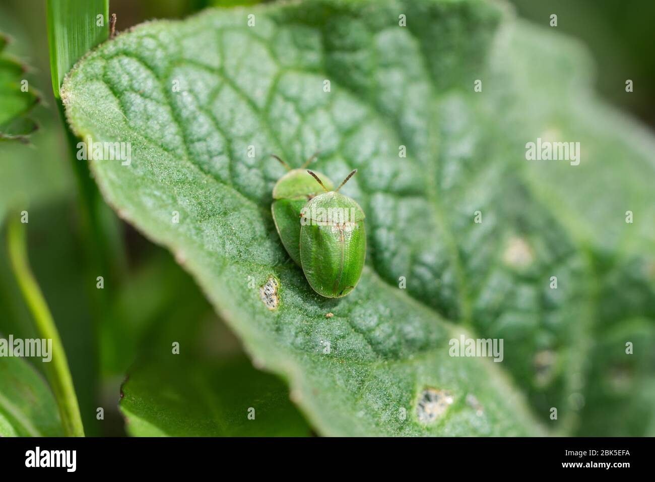 Thistle Tortoise Beetles Mating in Springtime Stock Photo