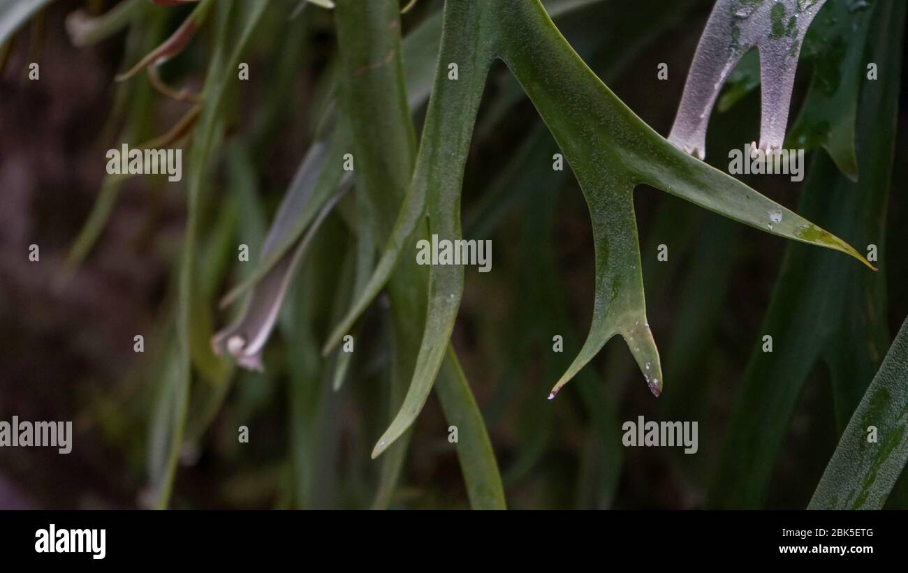 The leaves of the plant are snake tongue shaped Stock Photo