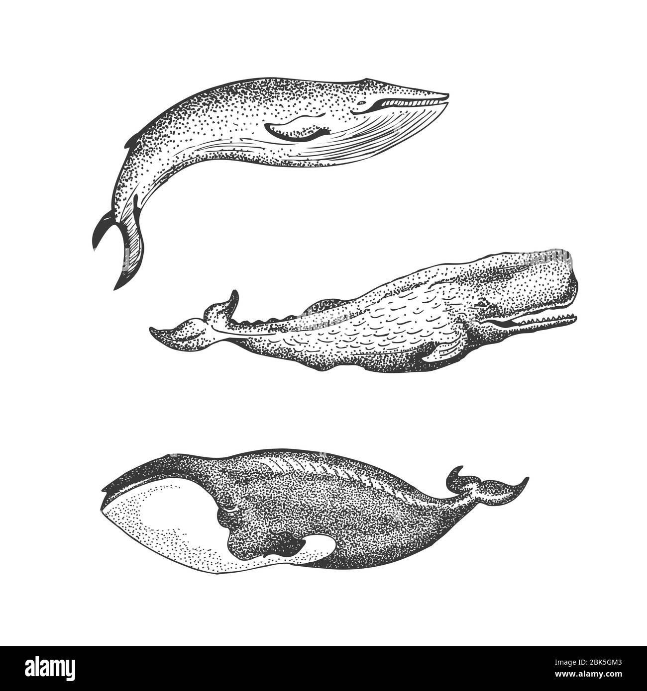 Graphical set of whales isolated on white background. Sperm whale, Blue ...